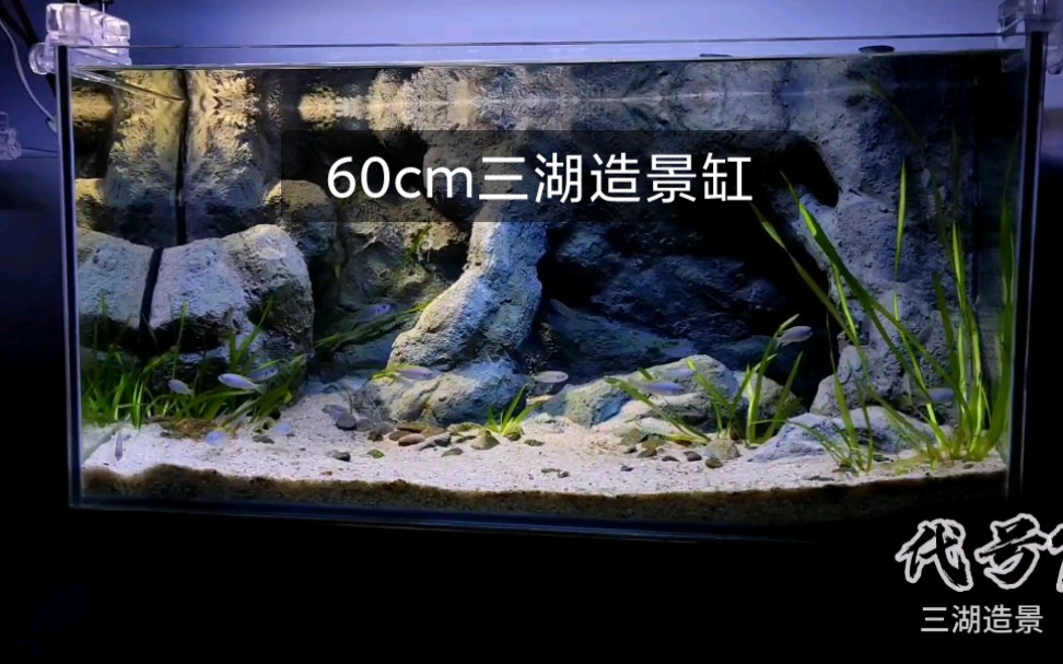 【代号7】60cm三湖慈鲷,自制背景哔哩哔哩bilibili