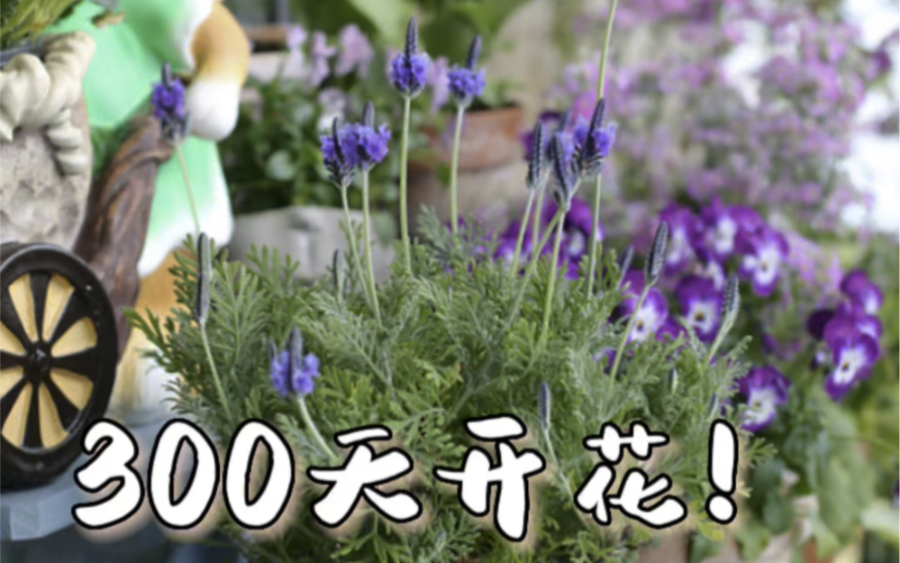 封闭阳台100种花草|No.71 羽叶薰衣草 开花机器哔哩哔哩bilibili