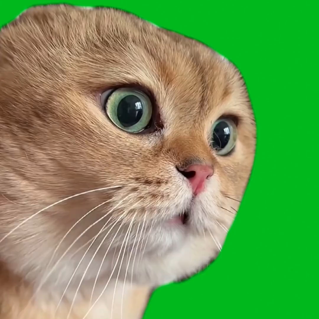 30个猫meme绿幕素材, 喜欢就拿走吧