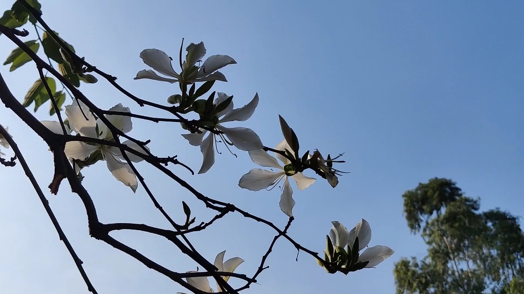 [图]沉浸式赏花l小鸟和蝴蝶的视角