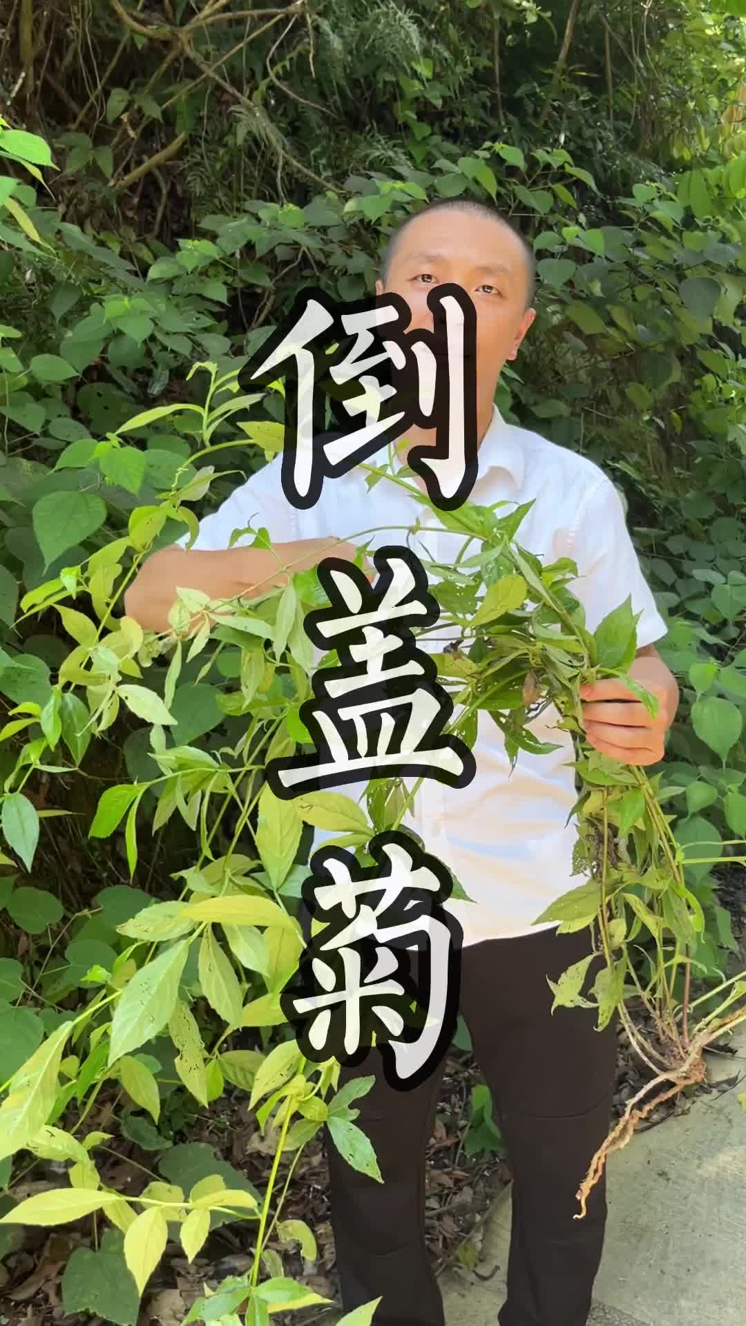 这种青草叫做倒盖菊#青草#三农#植物