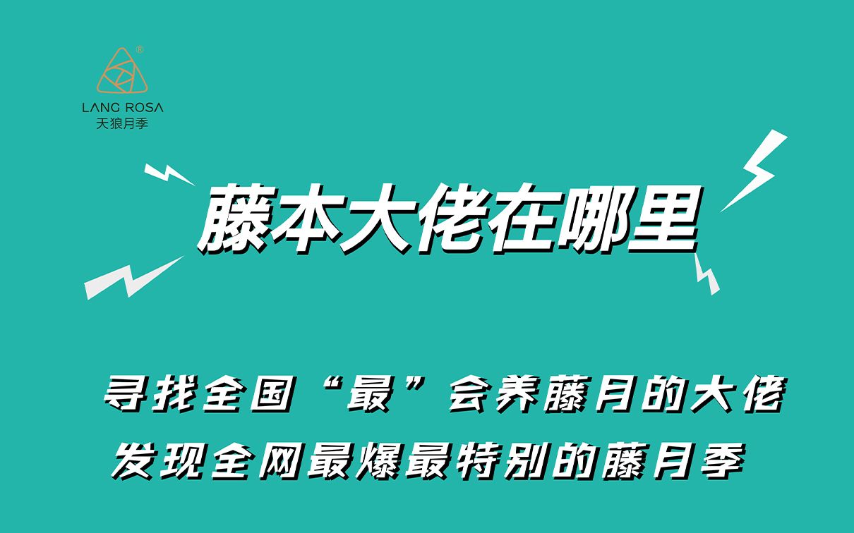 【天狼月季】藤本大佬招募!哔哩哔哩bilibili