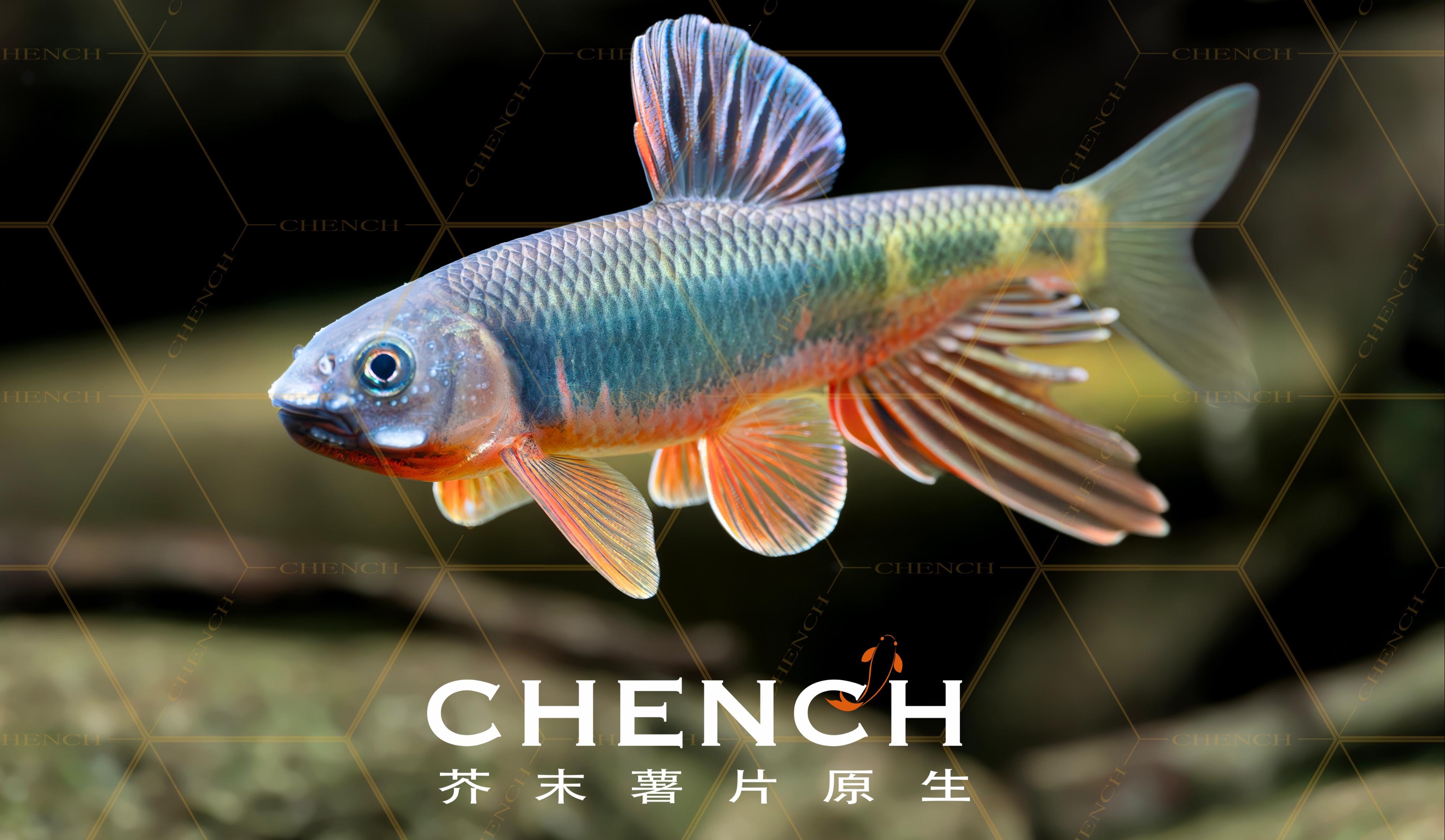 「原生鱼系列」你的六安宽鳍鱲发色了吗?