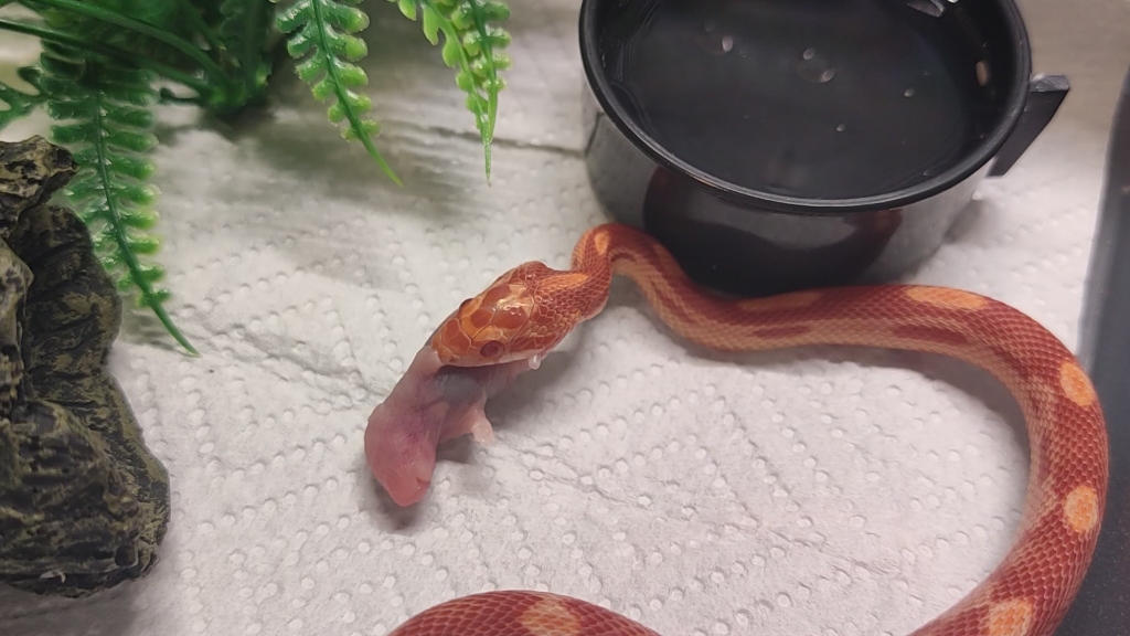 哈哈哈哈,好大的胆子,那是只死鼠.咬的够准的,天灵盖都咬碎了.