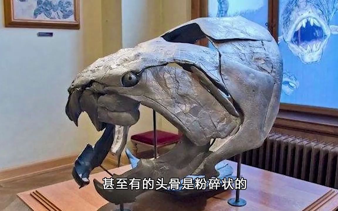 邓氏鱼有多可怕?曾统治整个史前海洋,鲨鱼只能沦为盘中餐