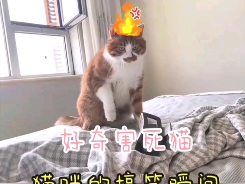 好奇心害死猫