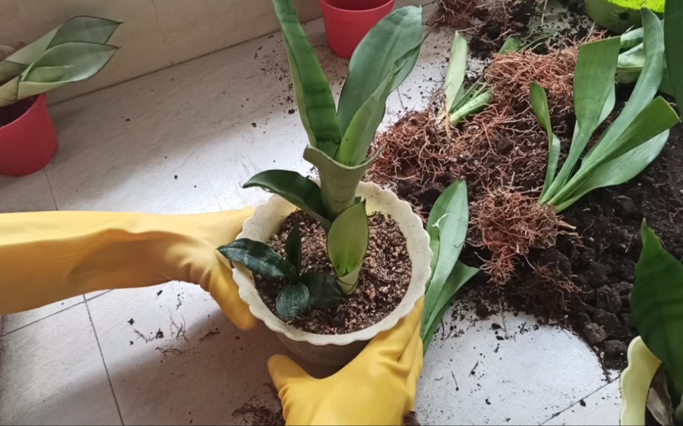 白玉虎皮兰换盆