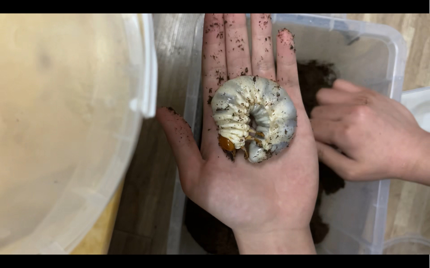 给巴拉望巨扁幼虫换土