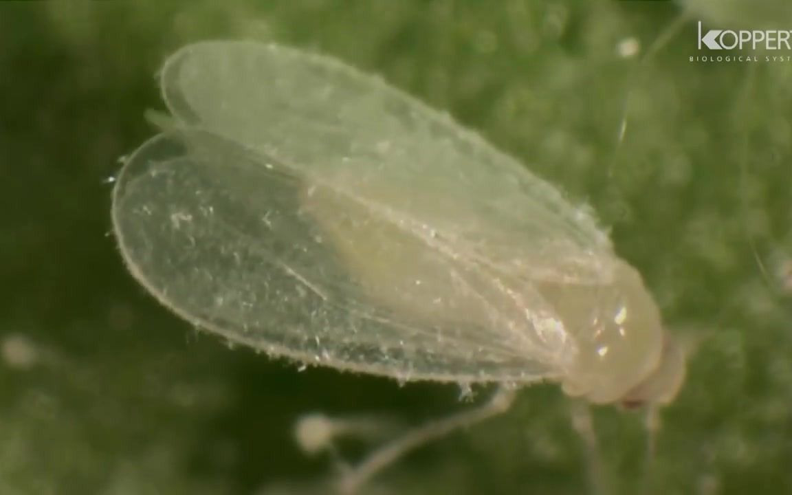 [图]粉虱的生命周期（Life cycle of whitefly）