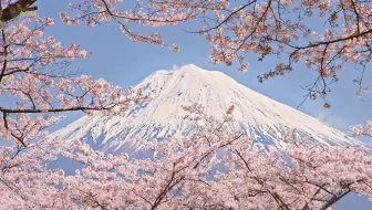 疫情之下的大石寺  - 绝美的富士山和樱花[4K]