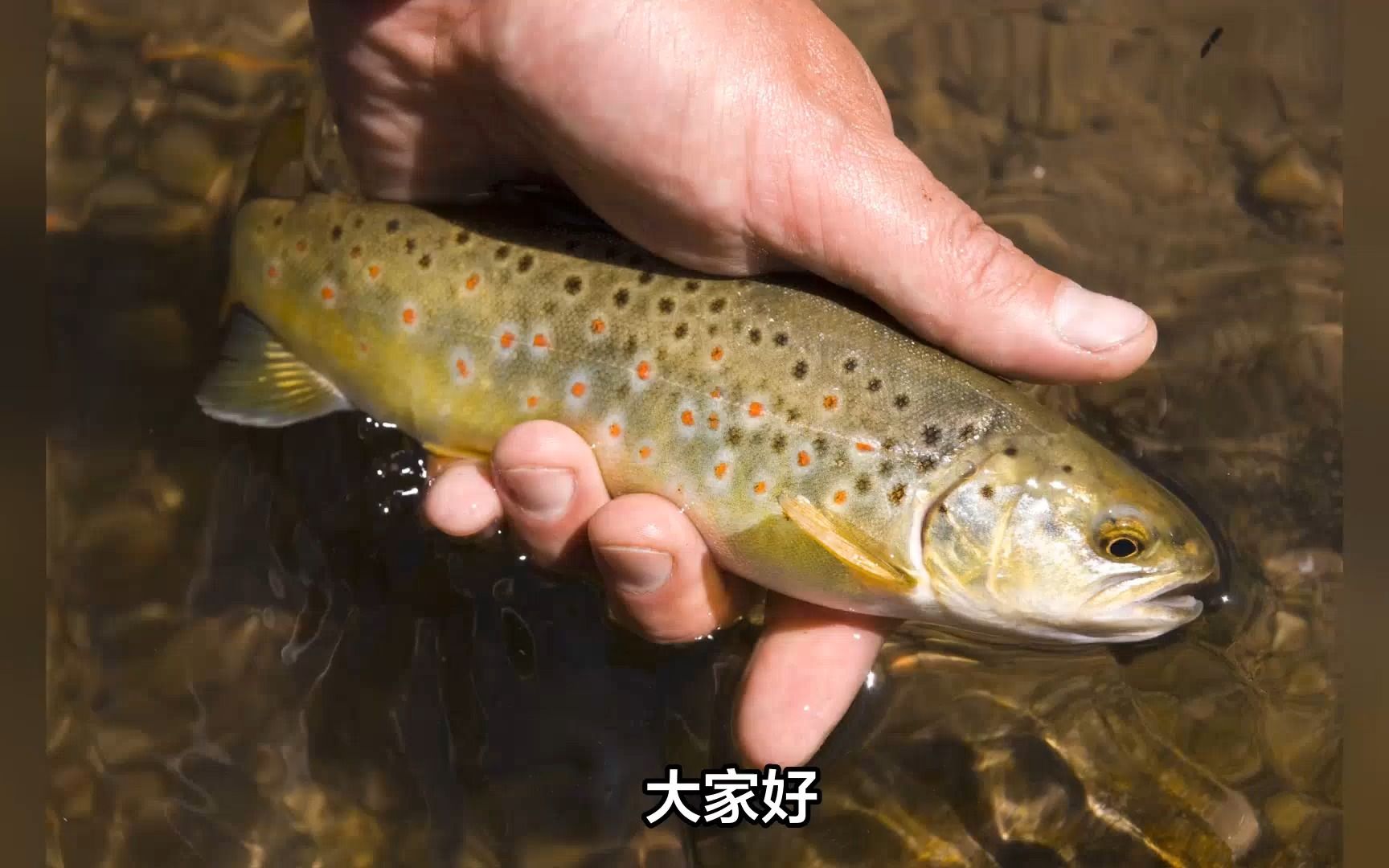 钓石斑鱼,这些技巧你不能错过!