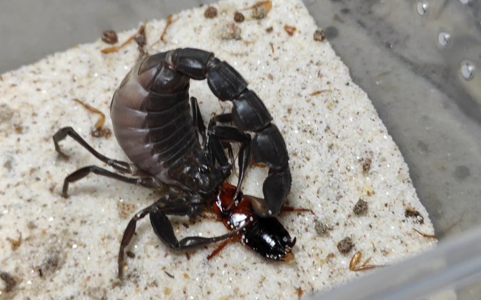 喂食土耳其黑肥尾蝎沙子里全是食物残骸