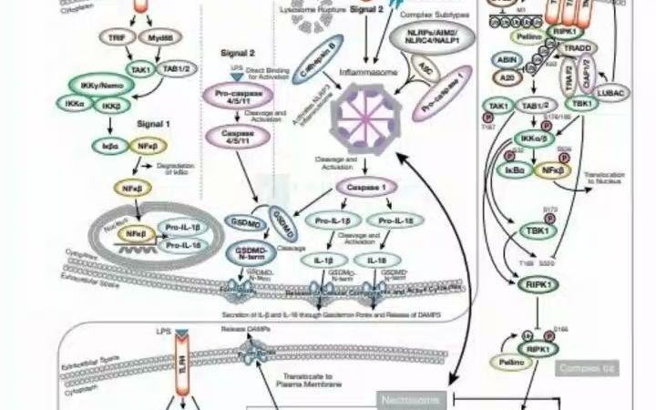 坏死性细胞凋亡信号通路哔哩哔哩bilibili