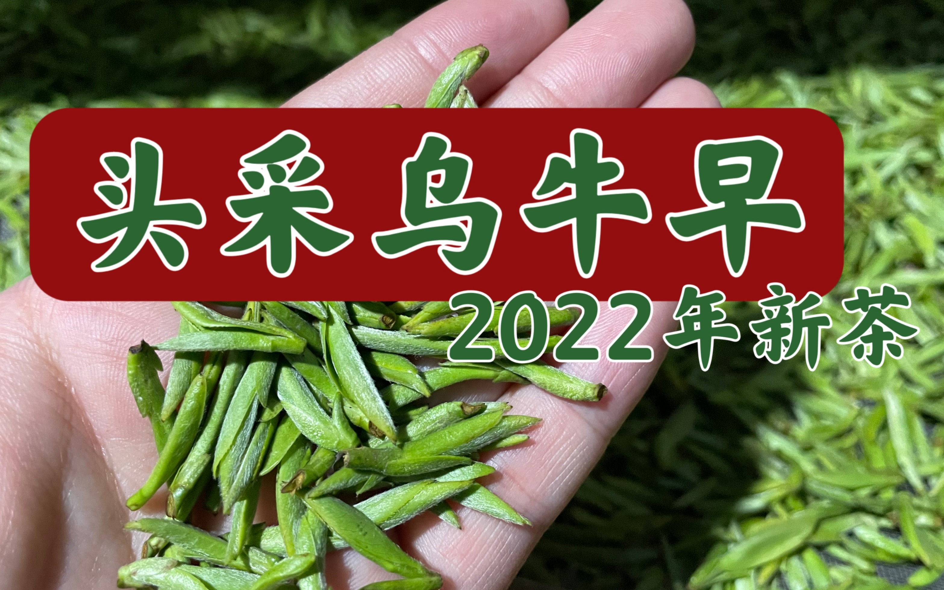 2022年新茶,头采乌牛早来了!毛田岗的!哔哩哔哩bilibili