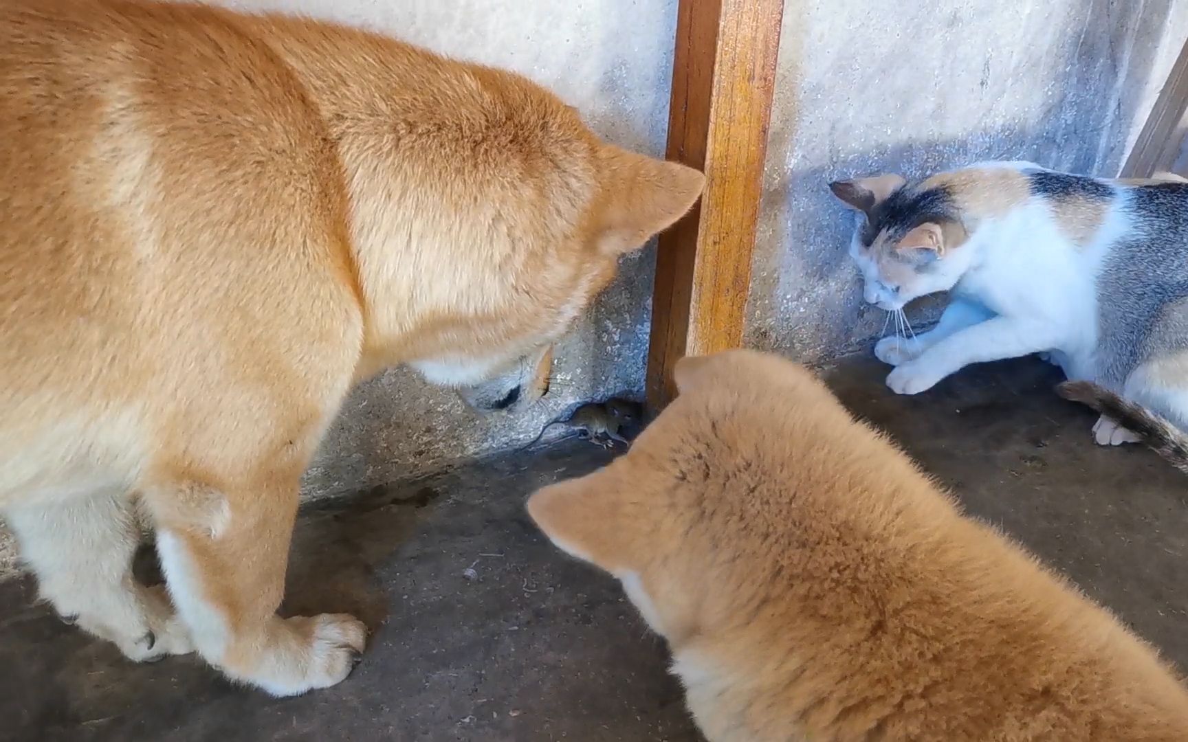 [图]2只土狗抓老鼠，猫妈妈在一边都看不下去了