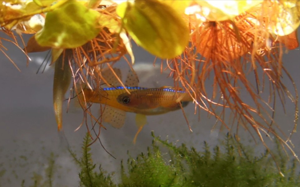 【橘色珍珠燕子 夸示】萍与燕的华丽邂逅