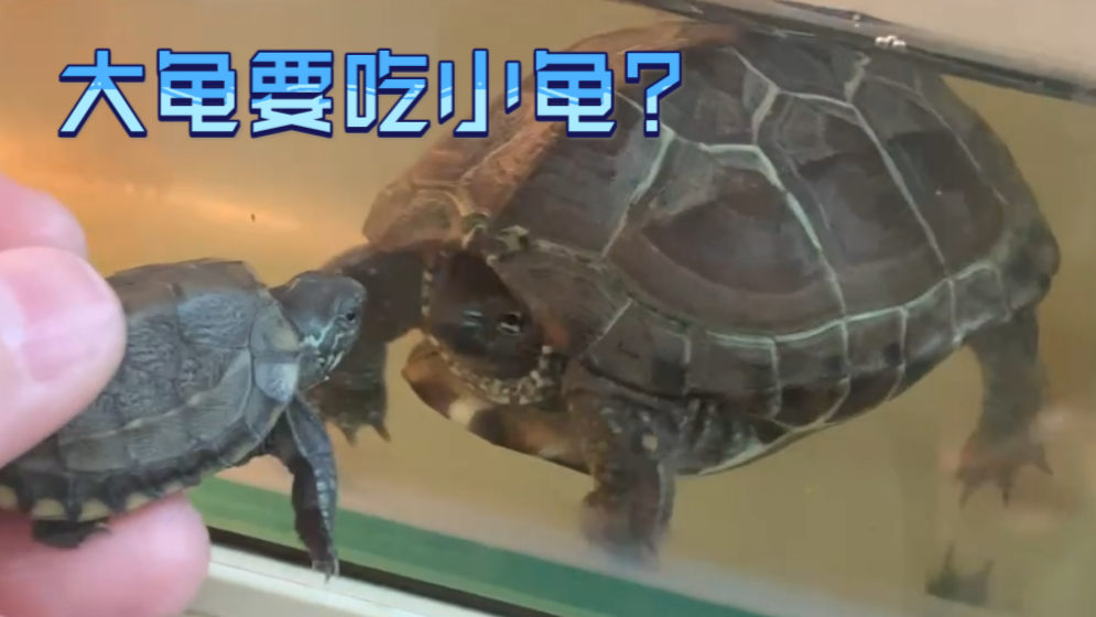 活动作品大龟要吃小龟