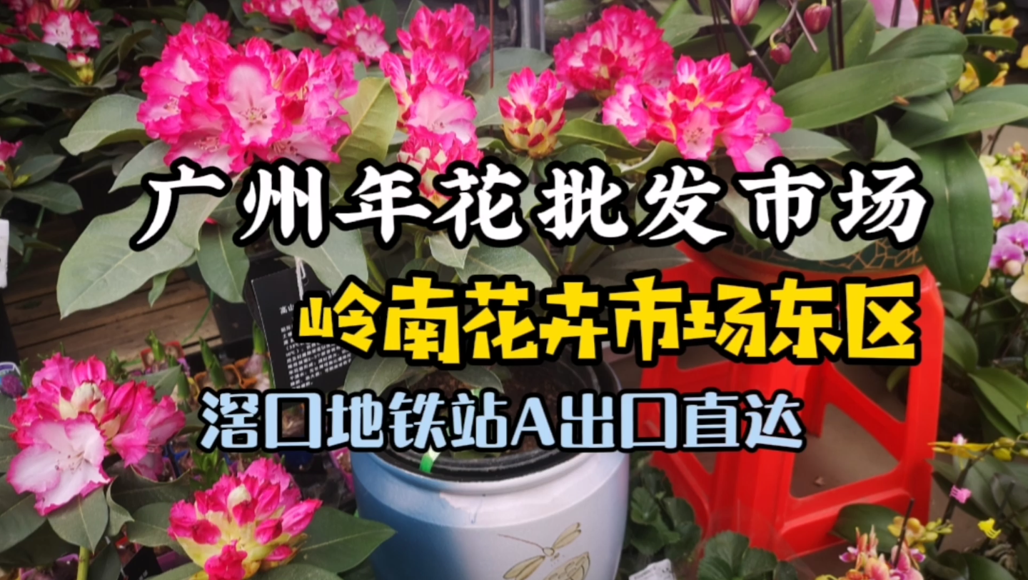 广州年花购买攻略:大型年花批发市场,岭南花卉市场旧区,地铁直达,超实惠哔哩哔哩bilibili