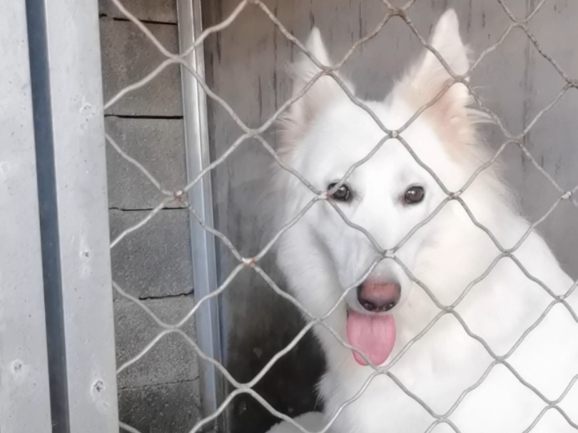 瑞士白色牧羊犬 瑞士白德牧