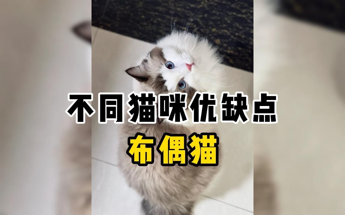 布偶猫优缺点哔哩哔哩bilibili