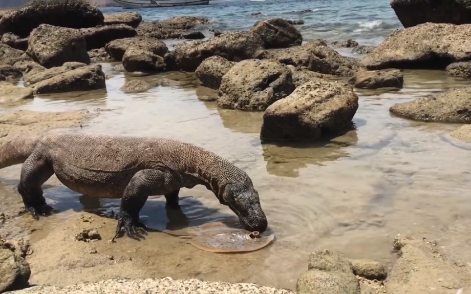 科莫多巨蜥狂吃怪鱼_哔哩哔哩_bilibili