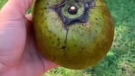 巧克力布丁果黑肉柿,最好吃也最士豪的水果之一