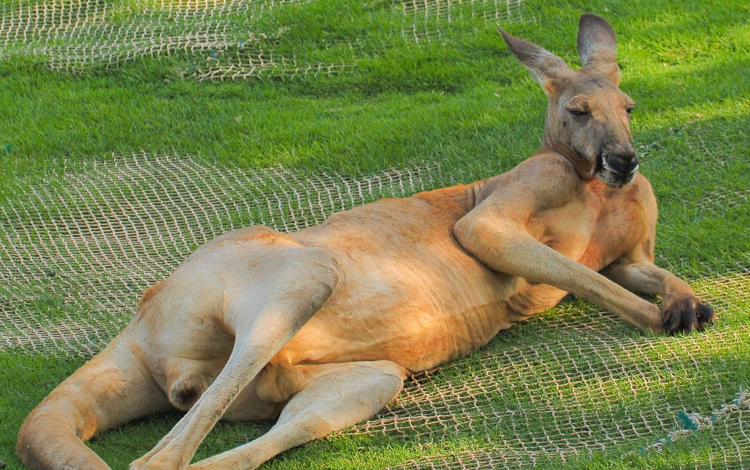 【袋鼠】一夜之间刚子似乎成了袋鼠的代名词,他来了!