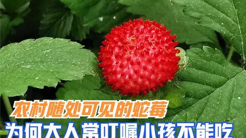 长在路边的 蛇莓 你吃过吗 它有毒没毒 你了解吗 哔哩哔哩 长在路边的 蛇莓 你吃过吗 它有毒没毒 你了解吗 哔哩哔哩
