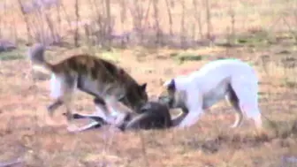 澳洲野犬猎杀灰大袋鼠 (?)