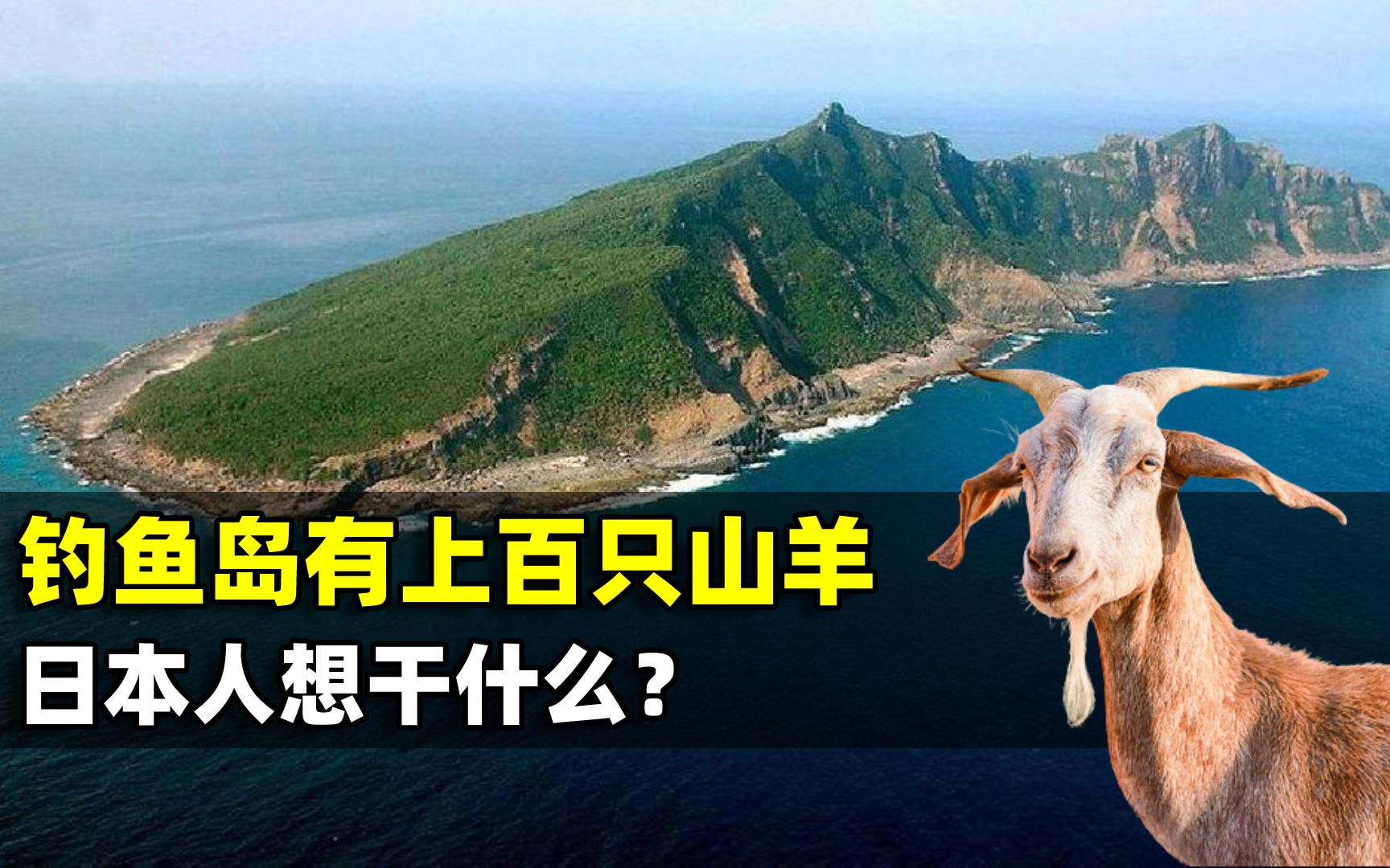 钓鱼岛为何有数百只山羊?40年前日本人放的,背后有何目的?