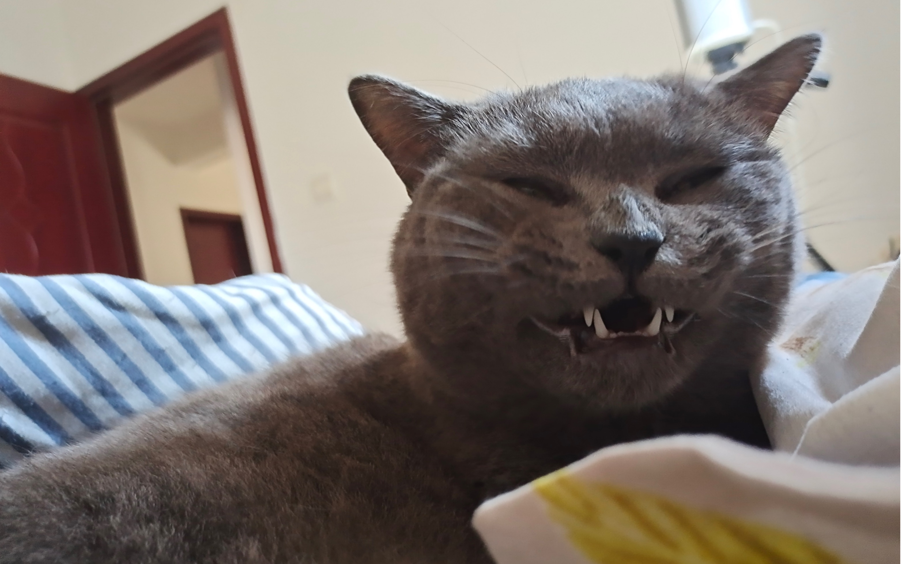 养一只可爱的傻子是怎样的体验