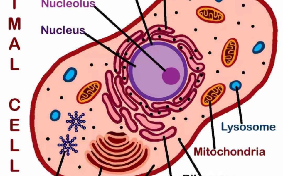 alevel biology 生物 cell structure哔哩哔哩bilibili