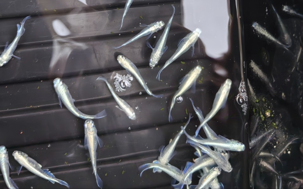 观背青鳉-干支-铁甲面-极龙