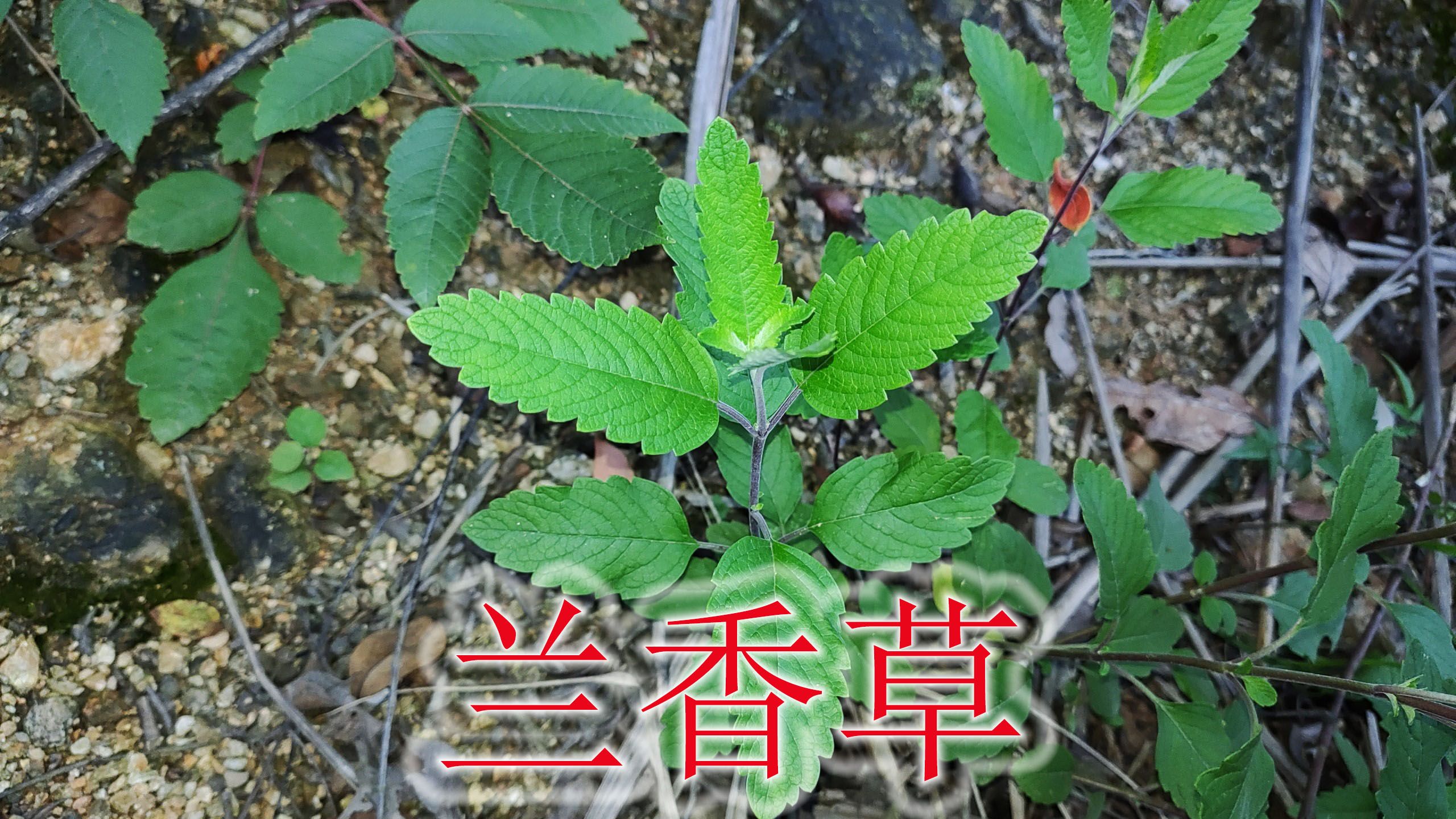 农村野生草药“兰香草”,植物俗称“山薄荷”,遇见可别错过!哔哩哔哩bilibili