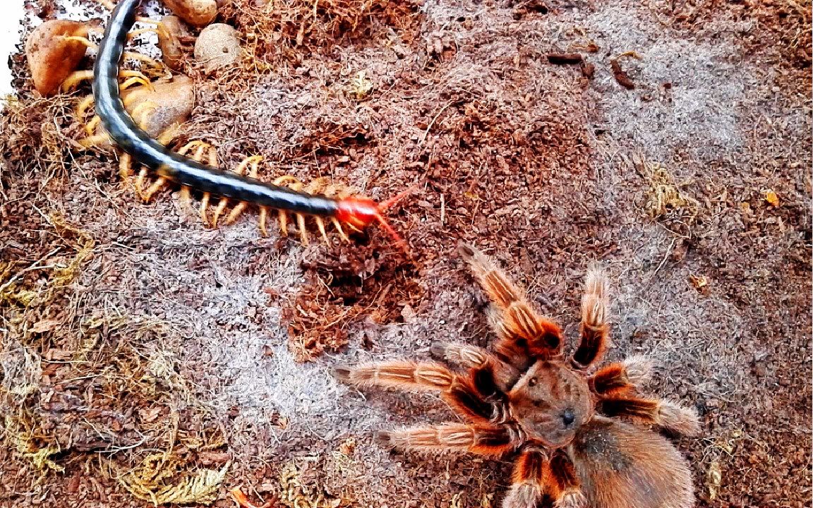 少棘蜈蚣击退捕鸟蛛