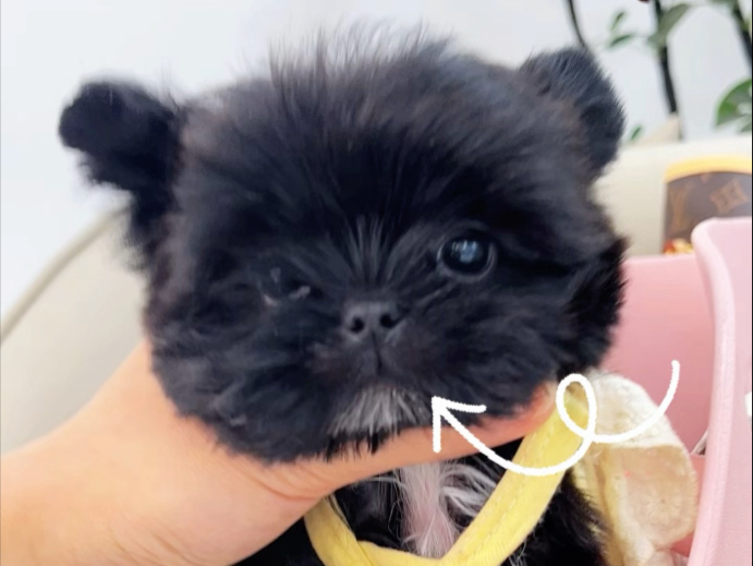 稀有颜色,黑色约克夏来了