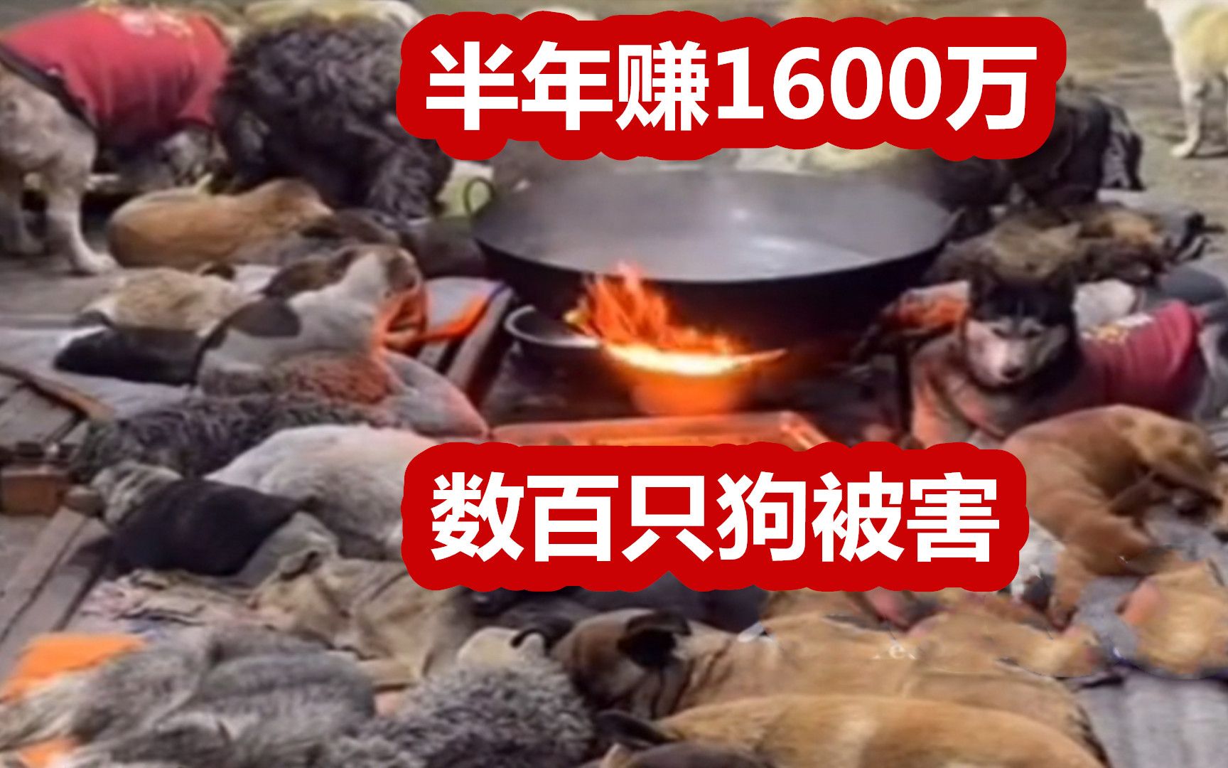 马长春黑心流浪犬基地半年赚1600万,不听话的狗全卖饭店哔哩哔哩bilibili