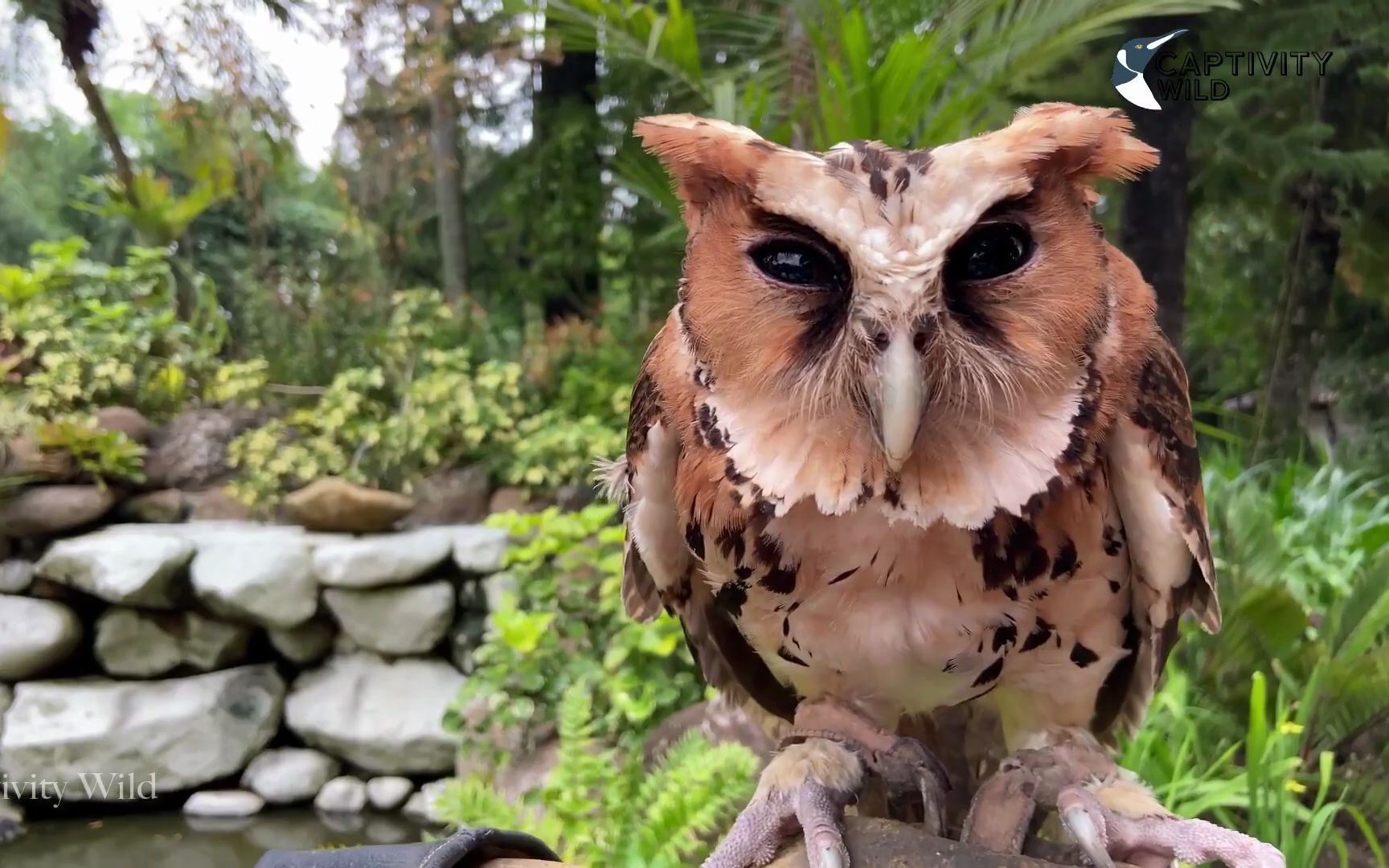 菲律宾特有猫头鹰:菲律宾雕鸮&菲律宾角鸮