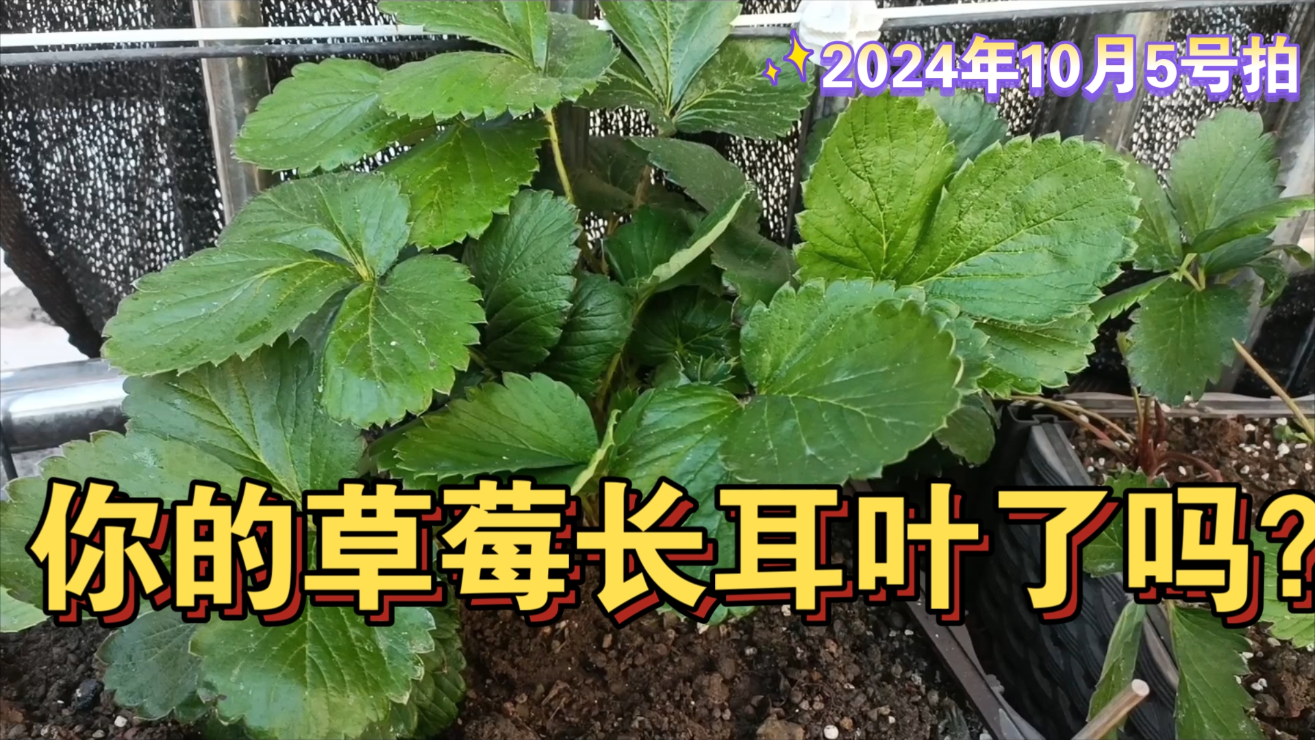 听说草莓长耳叶,就意味着要开花了.哔哩哔哩bilibili