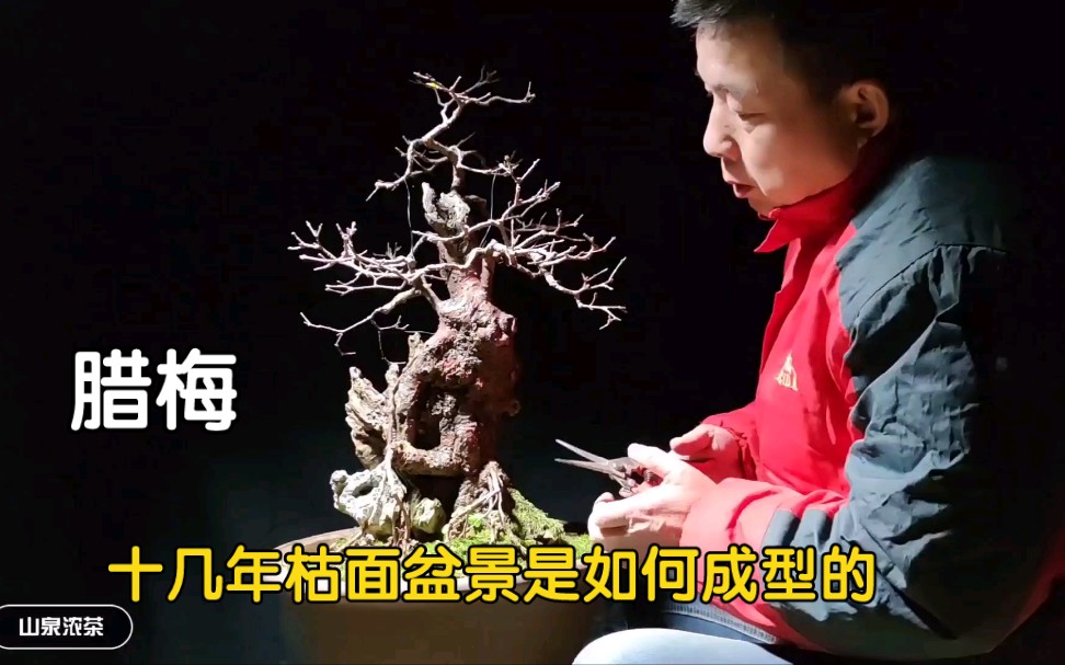 [图]花十三年培育的腊梅枯面盆景是如何成型的