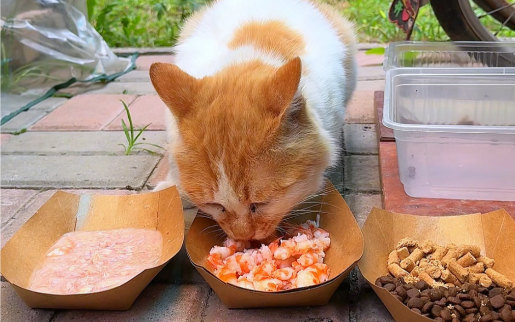 大宝今日份干饭~猫粮,冻干,虾,喵达小罐头,大黄罐头,最后没吃完剩下了,小白给吃掉了,哈哈,大宝快点长胖啊!哔哩哔哩bilibili