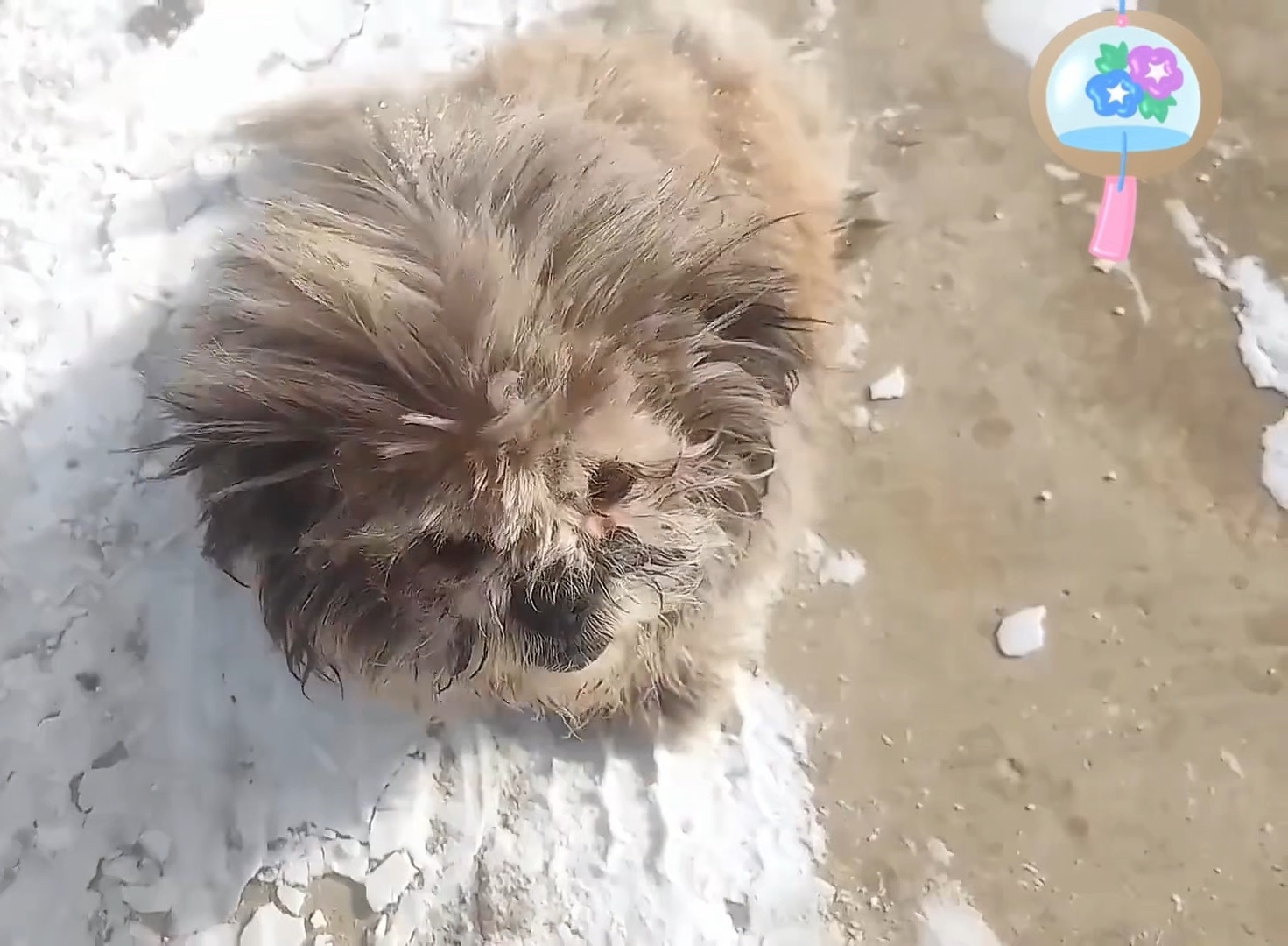 冰雪中的流浪狗浑身脏兮兮的,清洗后大变样!