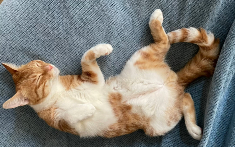 橘猫四仰八叉躺着睡觉