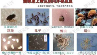 猫寄生虫 胎儿三毛滴虫感染2 0 主要引起猫慢性腹泻 软便 血便 稀便等 哔哩哔哩 Bilibili