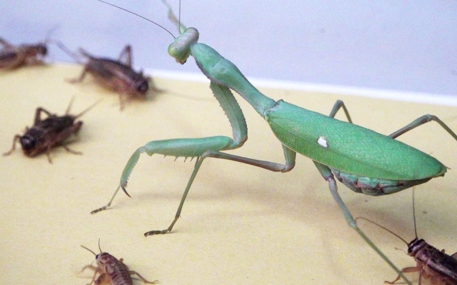 将螳螂放到一窝蟋蟀中结果遇到这么作死的蟋蟀活该你被吃