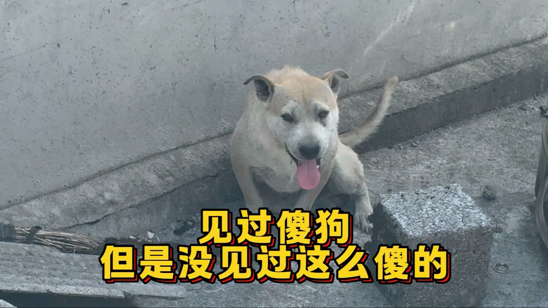 农村沉浸式体验当“狗皇帝”的日常！见过傻狗，但是没见过这么傻的！-大黄是只狗-大黄是只狗-哔哩哔哩视频