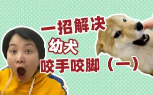 Download Video: 一招解决幼犬咬手咬脚（一）