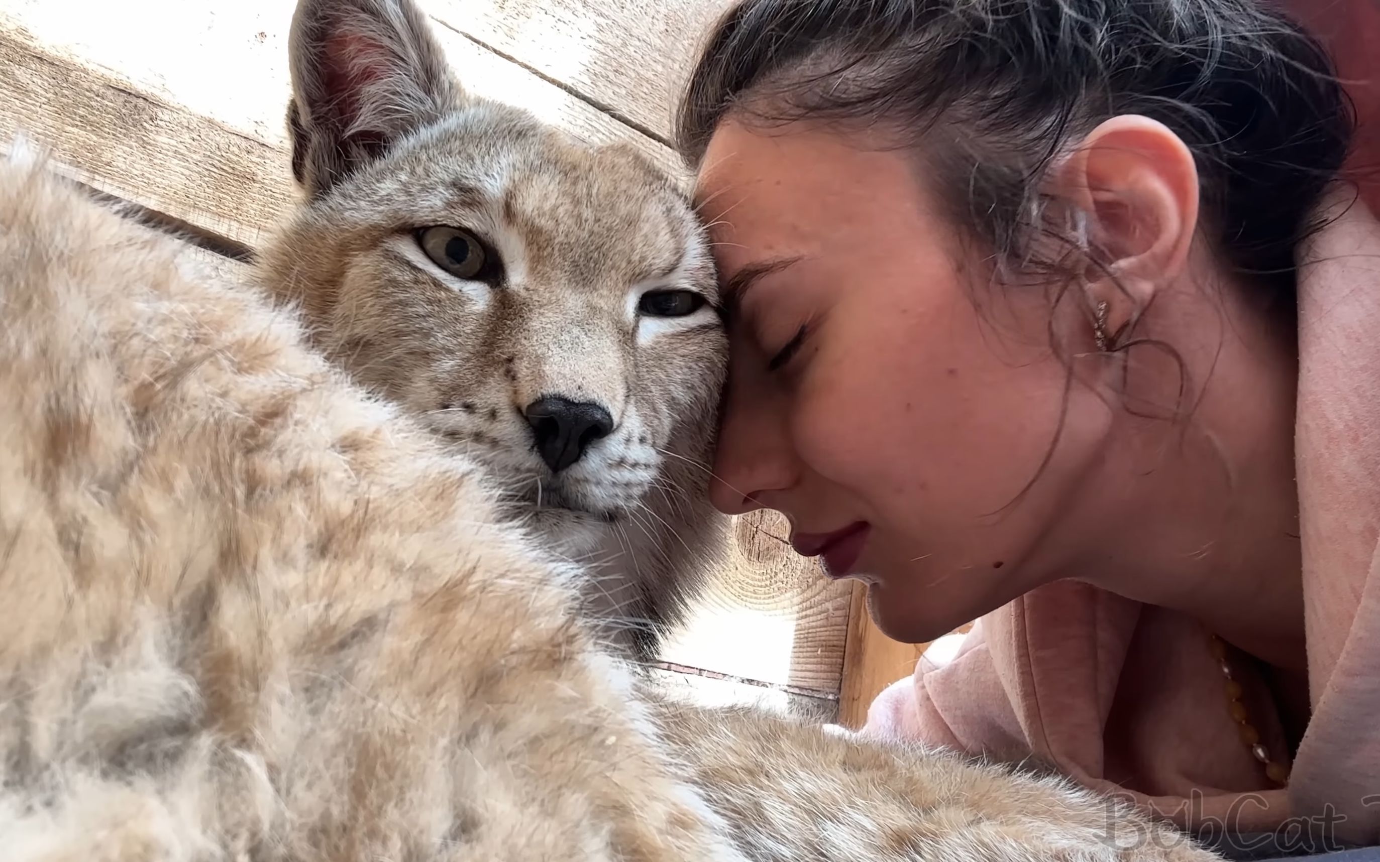 乌姆卡: 两脚兽很粘我,因为我又当妈了 (猞猁姐姐20230618)