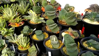 捷克布拉格贝龙地区的多肉植物园 1 哔哩哔哩 Bilibili