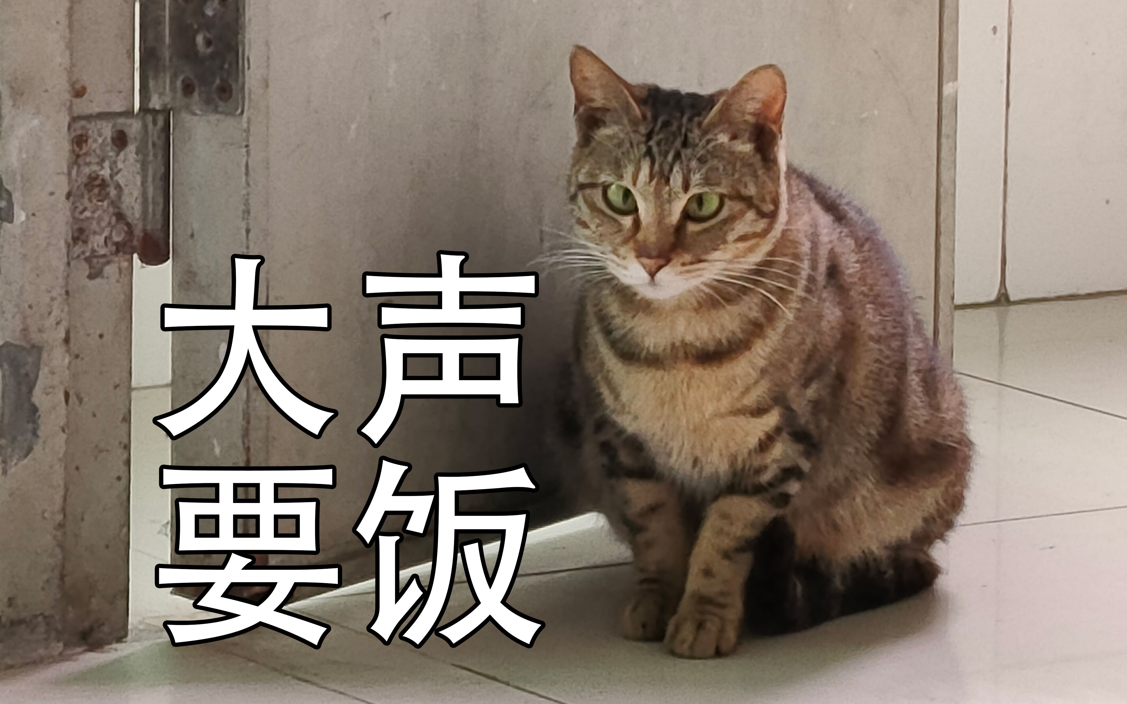 关于公司门前变成附近猫咪休闲社交场所这件事哔哩哔哩bilibili